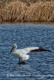 American-White-Pelican