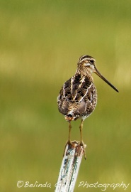 Long-Billed-Dowitcher