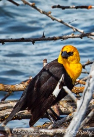 Yellow-Headed-Blackbird