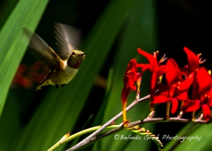 Rufous Hummingbird-2cr