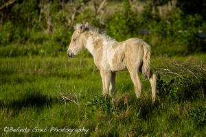 Chincoteague Foal No. 1 by Herself