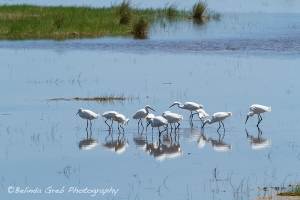 Flock of Snowy Egrets from Chincoteague No. 1