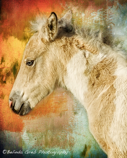 Portrait of a Filly