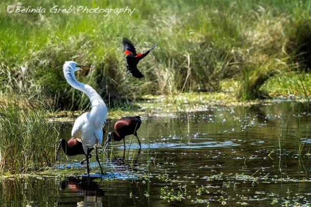 The Ibis Ignore the High Drama at the Pond
