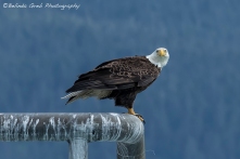 Bald Eagle of Resurrection Bay, No. 2