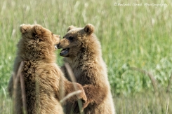 Brown Bear Cubs - Face Off