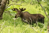 Bull Moose at Kincaid Park