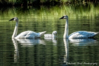 Family of Swans, No. 2