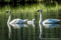 Family of Swans, No. 2