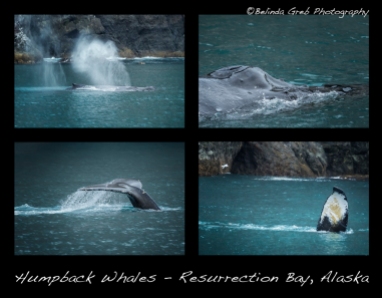 Humpback Whales Collage