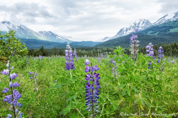 Lupin and the Beauty of Alaska