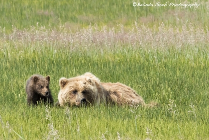 Young Brown Bear Cub and Its Mother, No. 1