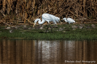 Great and Snowy Egrets, No. 2