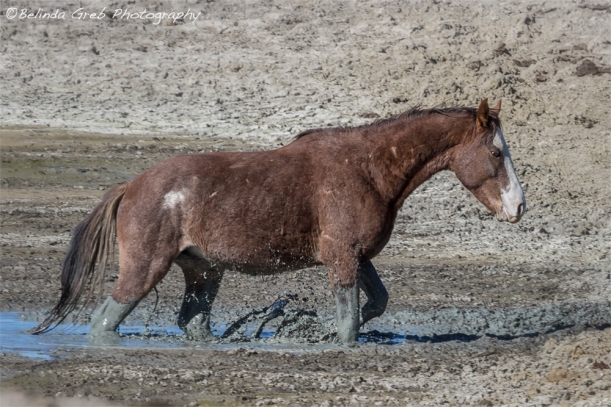 Mustang Getting Out of a Muddy Waterhole the Slow Way