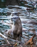 Otters Having Breakfast on the River